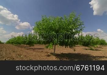 Rows of fruit trees in peach orchard