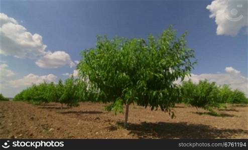 Rows of fruit trees in peach orchard