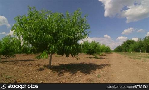 Rows of fruit trees in peach orchard pan shot