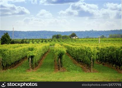 Rows of grape vines in a field