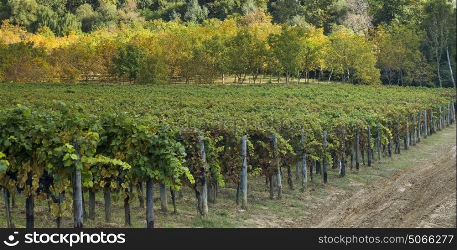 Rows of grape vines in a vineyard in autumn, Chianti, Tuscany, Italy