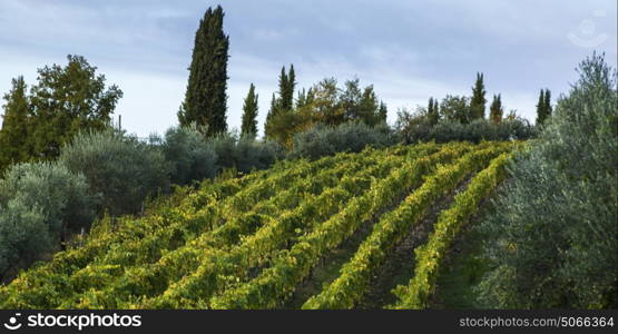 Rows of Grape Vines in vineyard, Tuscany, Italy