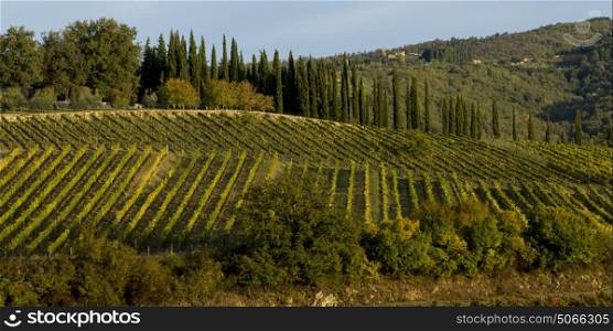 Rows of grape vines in vineyards, Tuscany, Italy