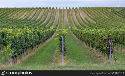 Rows of grapes before harvesting