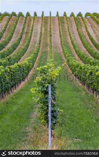 Rows of grapes before harvesting