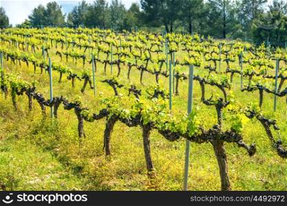 Rows of grapes in a european vineyard at sunset