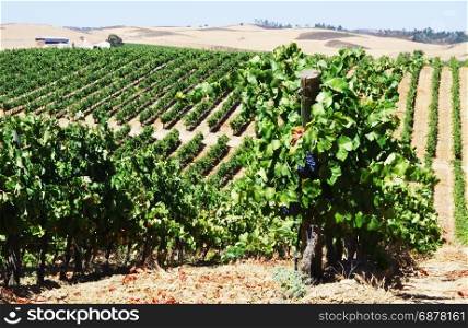 rows of grapevine in vineyards, alentejo region, Portugal