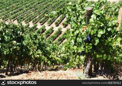 rows of grapevine in vineyards, south of Portugal