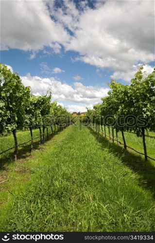 Rows of Grapevines growing in a vineyard on the Southern Highlands of New South Wales, Australia