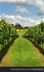 Rows of Grapevines growing in a vineyard on the Southern Highlands of New South Wales, Australia