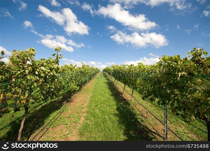 Rows of grapevines growing in a vineyard on the Southern Highlands of New South Wales, Australia