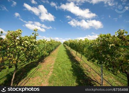 Rows of grapevines growing in a vineyard on the Southern Highlands of New South Wales, Australia