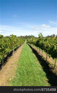 Rows of grapevines growing in a vineyard on the Southern Highlands of New South Wales, Australia