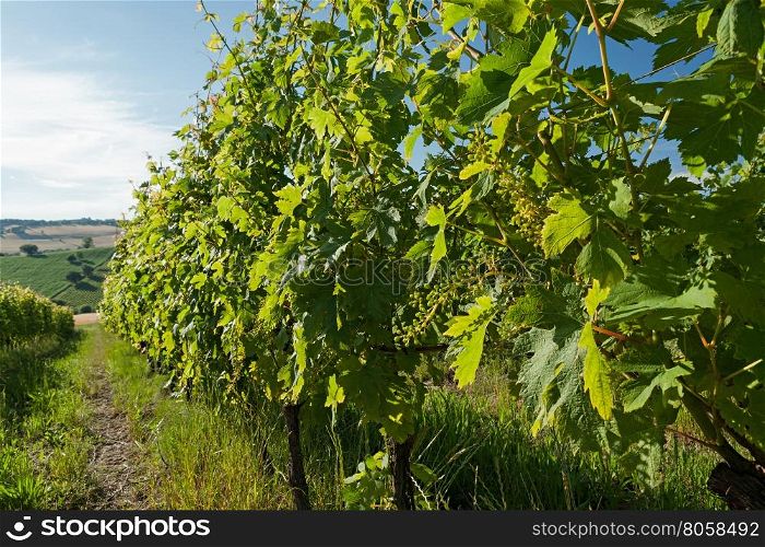 Rows of grapevines in a vineyard. Rows of grapevines