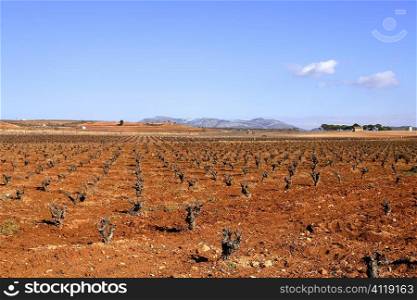 Rows of grapevines in vineyard