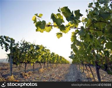 rows of grapevines trailing into the distance