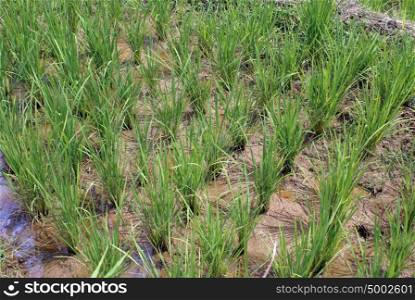 Rows of green rice on the field, Sumatra, Indonesia