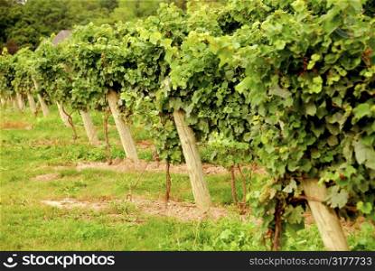 Rows of green vines