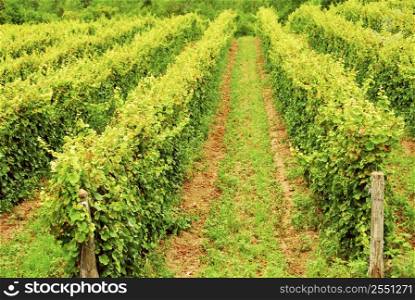 Rows of green vines growing in a field
