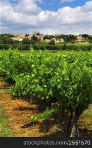 Rows of green vines in a vineyard in rural southern France