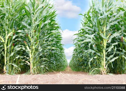 Rows of growing green corn in an agricultural field from a low angle against the backdrop of a beautiful cloudy sky. Copy space. Close-up.. Long rows of growing green corn in an agricultural field from a low angle.