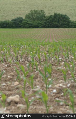 Rows of growing maise