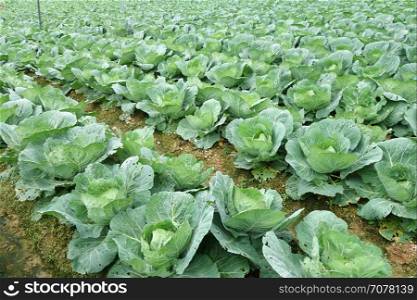 Rows of grown cabbages in Cameron Highland Malaysia