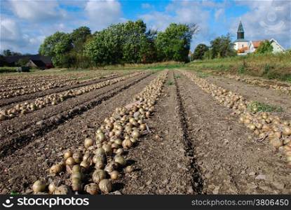 Rows of harvested yellow onions at a field.