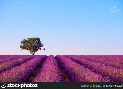 Rows of lavender bushes with lonely tree and air baloon at Valensole France focus on hill and tree