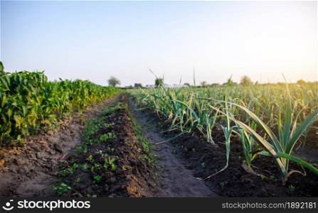 Rows of leek onions in a farm field. Fresh green vegetation on wet ground after watering. Farming, agriculture landscape. Agroindustry. Growing vegetables outdoors on open ground.