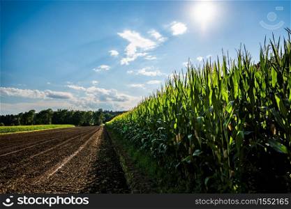 Rows of maize in rural area against blue sky in summer. Agriculture background. Rows of maize in rural area against blue sky in summer.