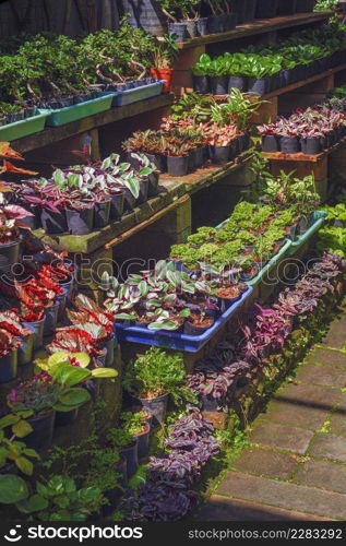 Rows of many various fresh colorful foliage plants on shelves display for sale in outdoor plant market