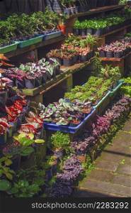 Rows of many various fresh colorful foliage plants on shelves display for sale in outdoor plant market