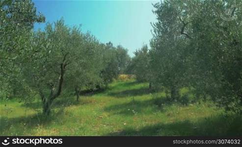 Rows of olive trees growing in oil garden in sunny day.