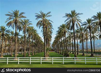 Rows of Palm Trees