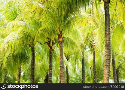 Rows of palm trees on a tropical beach