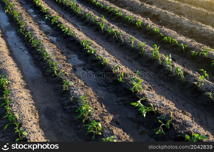 Rows of pepper seedlings after watering. Growing vegetables outdoors on open ground. Agroindustry. Plant care and cultivation. Farming, agriculture landscape. Farm field