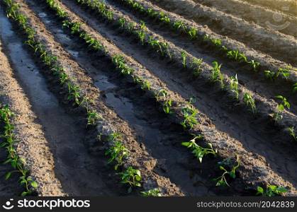 Rows of pepper seedlings after watering. Growing vegetables outdoors on open ground. Agroindustry. Plant care and cultivation. Farming, agriculture landscape. Farm field
