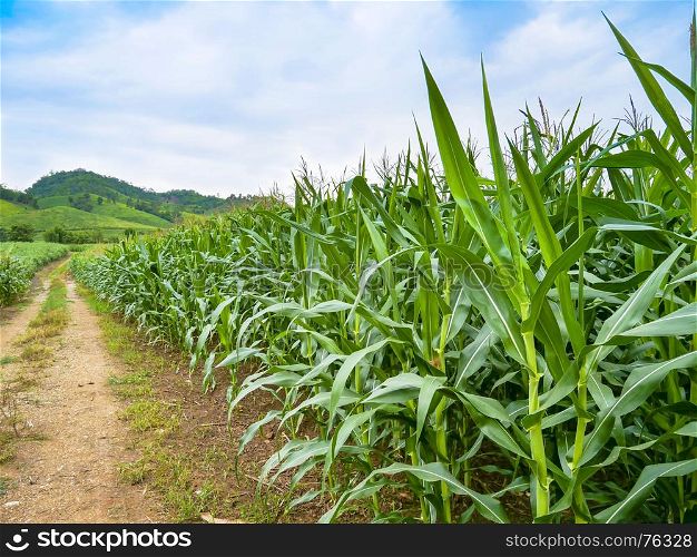 Rows of plantation green corn field with bright blue sky
