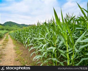 Rows of plantation green corn field with bright blue sky