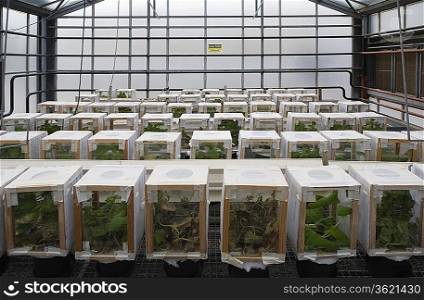 Rows of plants in boxes in greenhouse