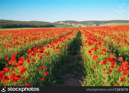 Rows of poppies flowers at day. Agricultural and landscape nature composition.