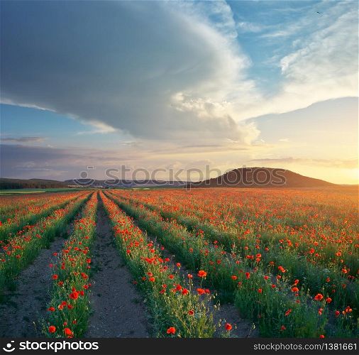 Rows of poppies flowers at sunset. Agricultural and landscape nature composition.