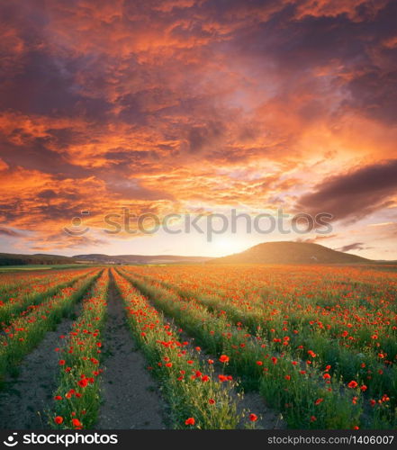 Rows of poppies flowers at sunset. Agricultural and landscape nature composition.