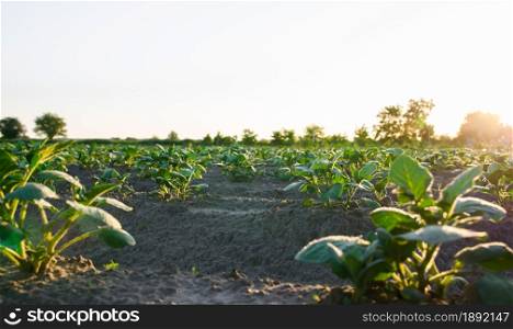 Rows of potato bushes on a farm plantation. Potato plantation at sunrise. Olericulture. Growing food for sale. Agriculture and agro industry. Landscape with agricultural land. Organic farming.