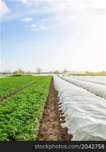Rows of potato bushes on a plantation under agrofibre and open air. Hardening of plants in late spring. Greenhouse effect for protection. Agroindustry, farming. Growing crops in a colder early season.