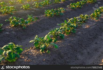 Rows of potato plants on a farm field. Agribusiness organic farming. Vegetable rows. Growing food for sale. Olericulture. Agriculture and agro industry. Landscape with agricultural land.