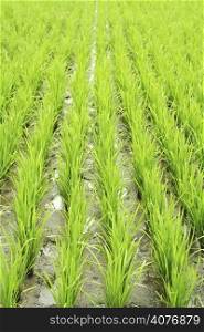 Rows of rice on a wet rice field