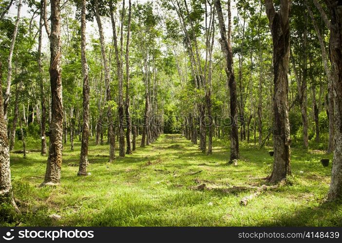 Rows of rubber trees being tapped in a plantation