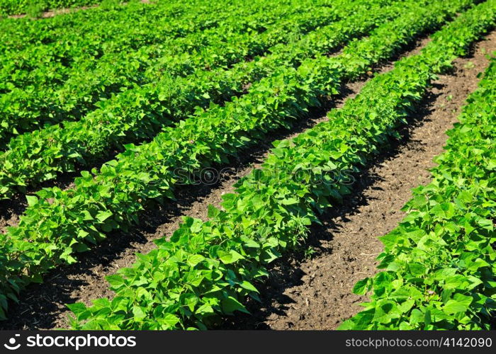 Rows of soy plants in a cultivated farmers field